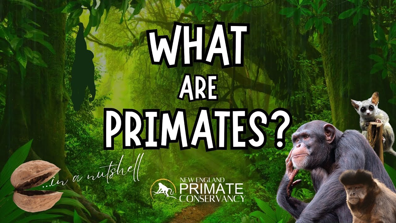 WHAT are Primates?