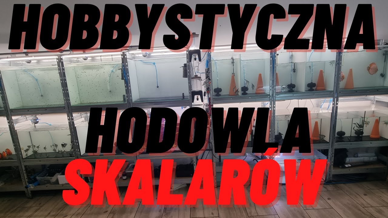 Hodowla Skalarów