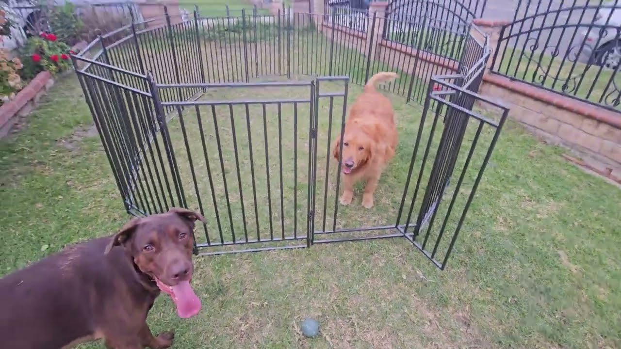 Забор для собак Petorldog для улицы и дома