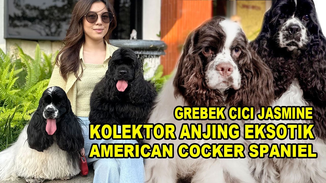 Grebek Cici Jasmine Kolektor Anjing Eksotik - American Cocker Spaniel