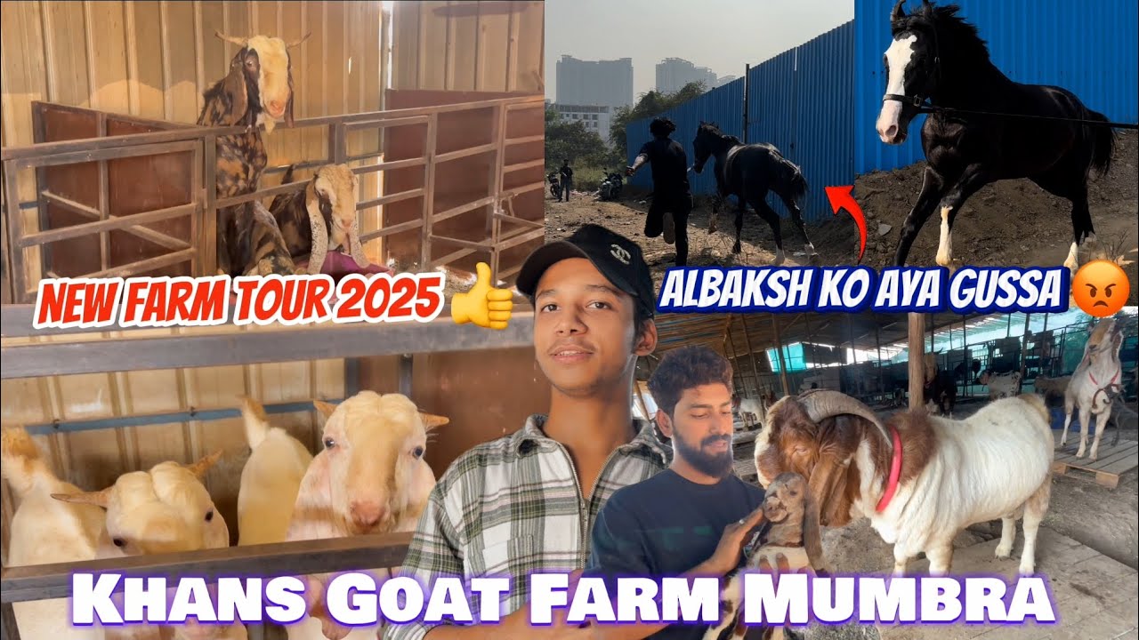 Khans Goat Farm Mumbra🐑 | New Farm Tour 2025👍| Albaksh Ko Aya Gussa😡 | Aggressive And Excotic Goats|