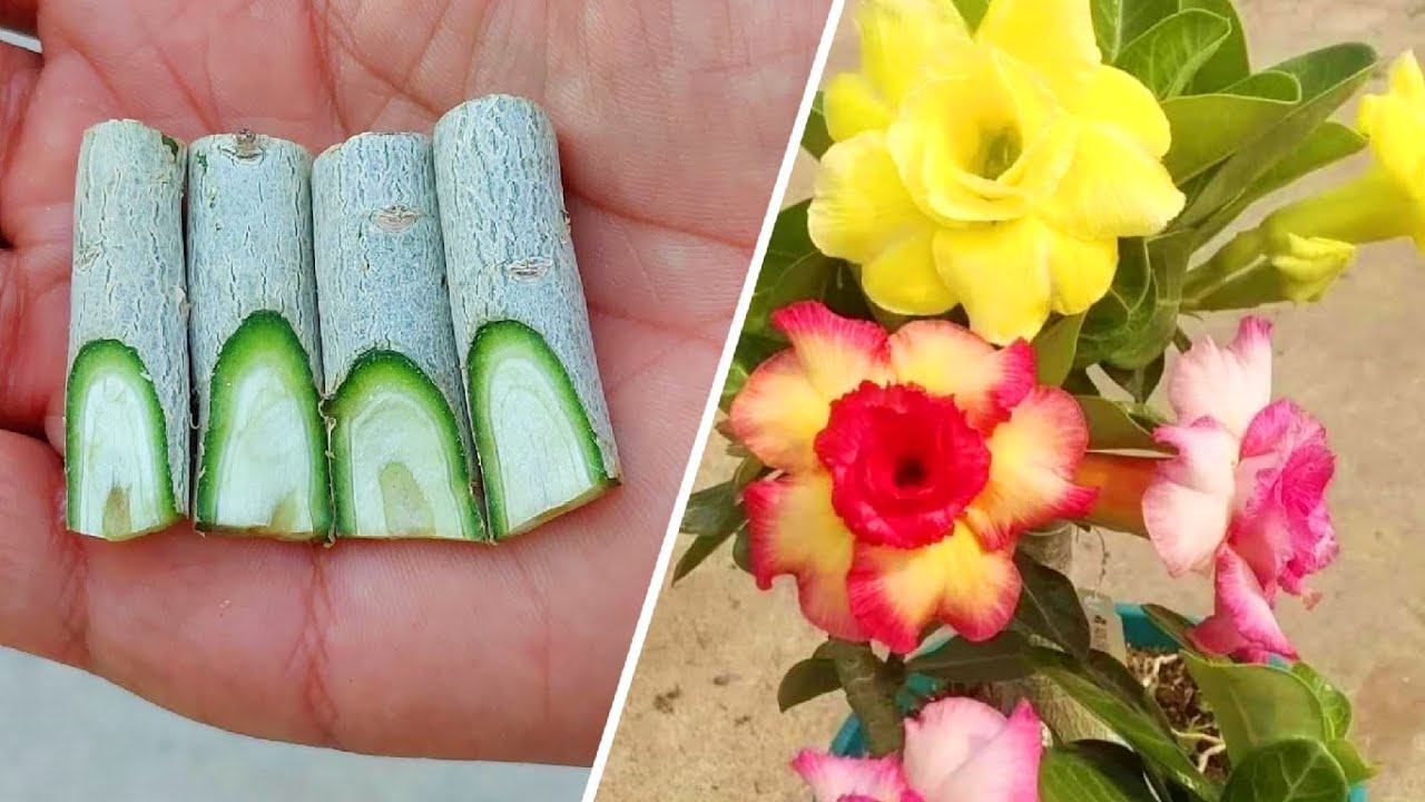 desert Rose | Adenium Caudex Multi Grafting Method