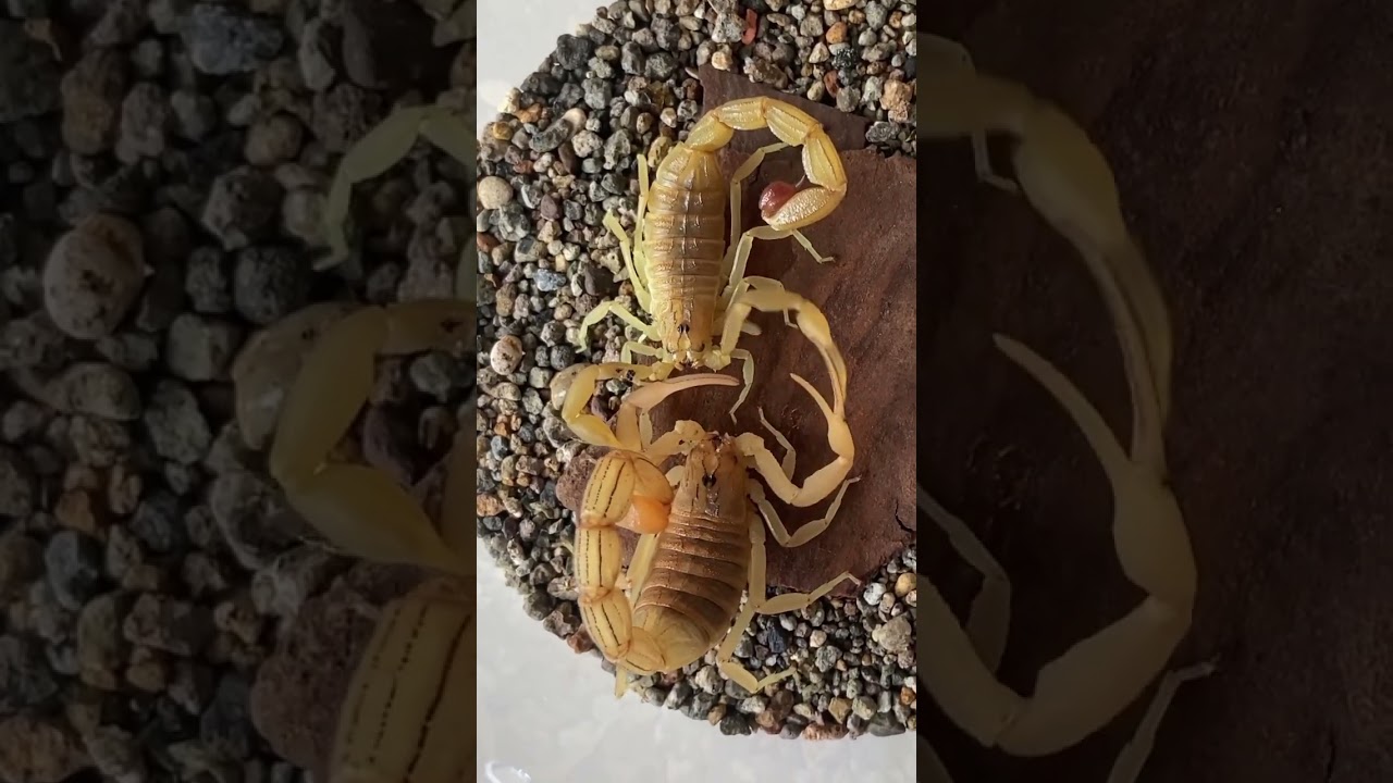 Hottentotta tamulus Mating (Indian Red Scorpion)