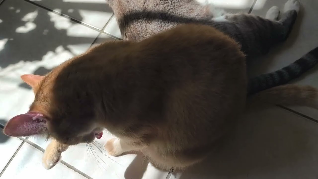 A Pantera dando banho no Thor.#cat #gateiraporamor #gatos #orelhadegato 