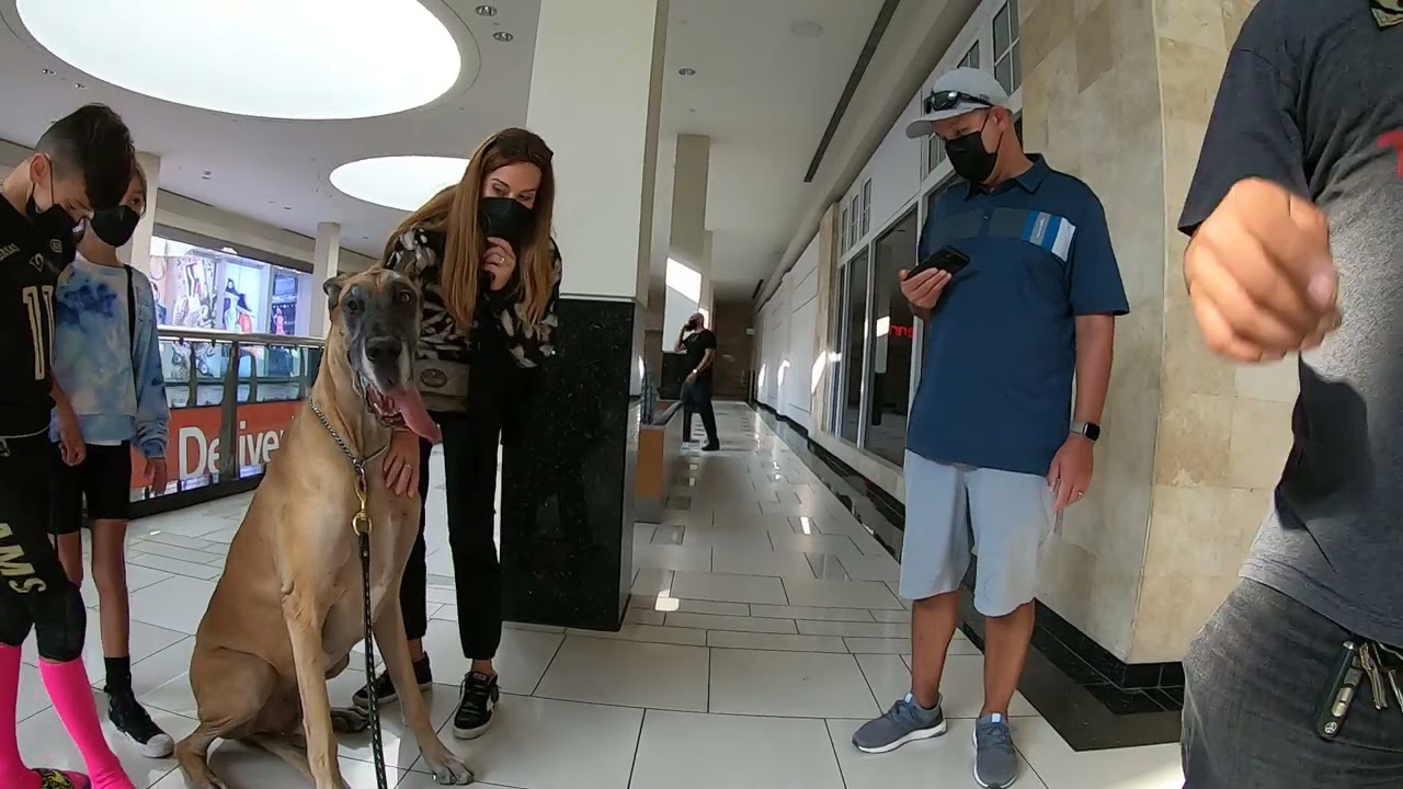 Cash 2.0 Great Dane visits an indoor shopping mall 8