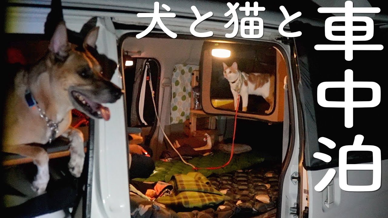 【車中泊】元野良猫と大型犬が軽自動車で車中泊とキャンプの旅に出た！