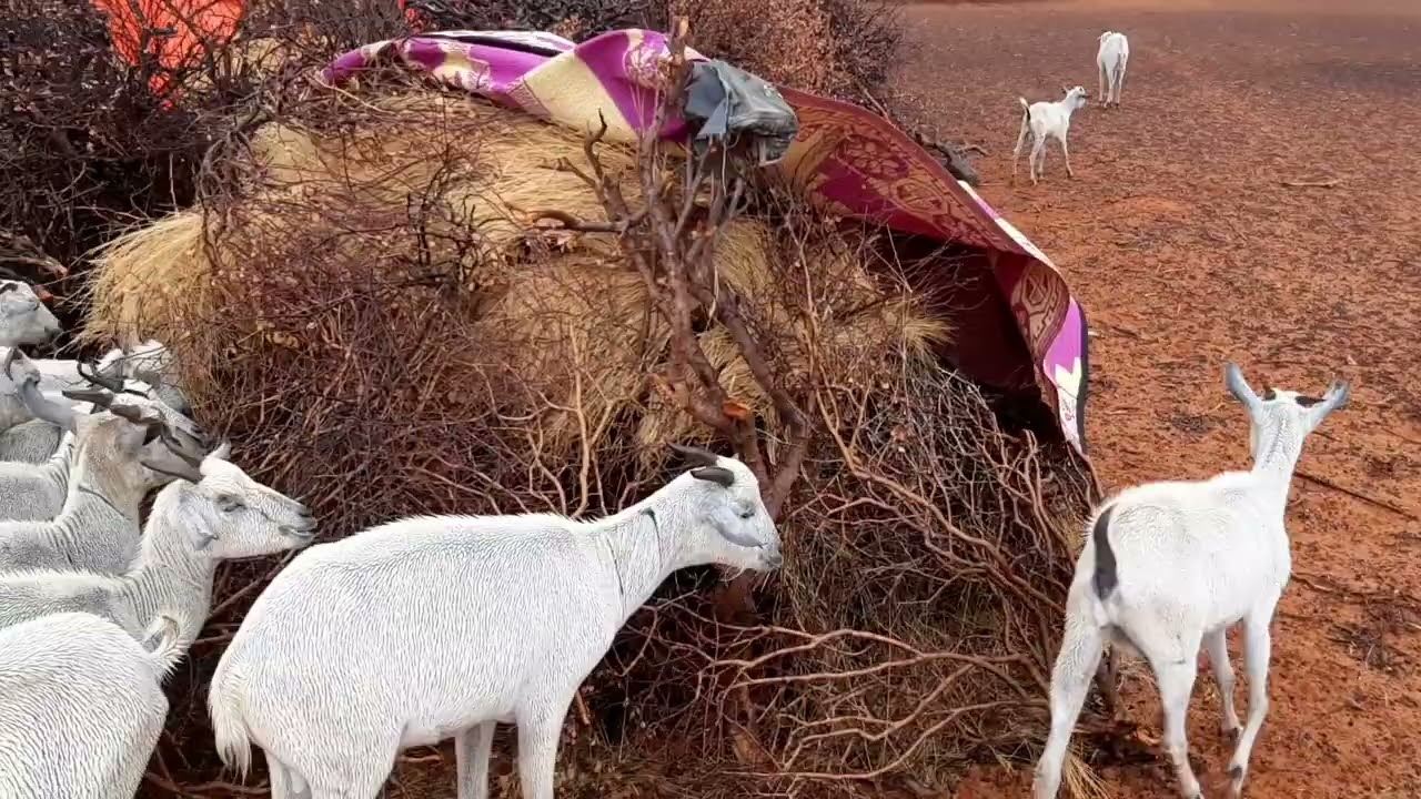 baadiyaha iyo saamaynta roob kada ay
