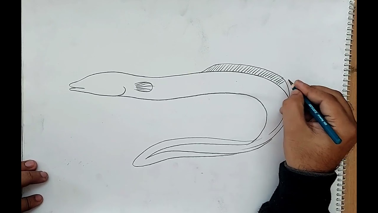 how to draw eel fish