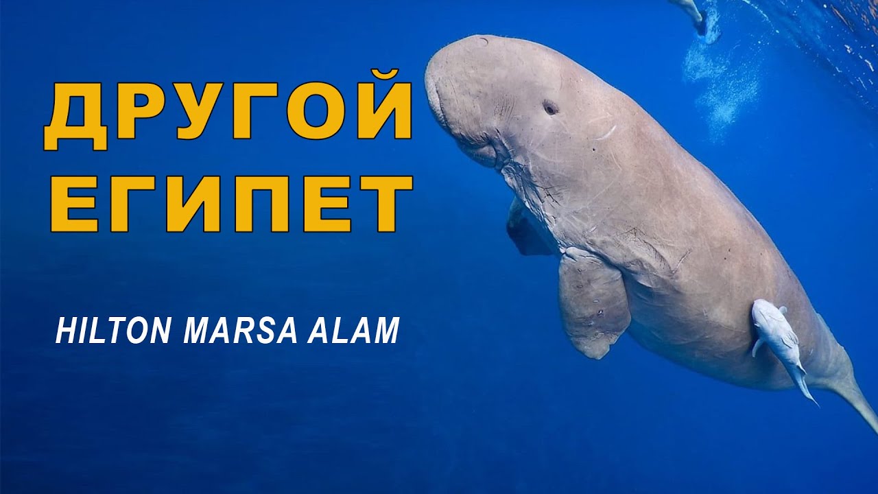 Hilton Marsa Alam Nubian 5*Хилтон Марса Алам Нубиан 5*  Другой Египет / обзор отеля 2021
