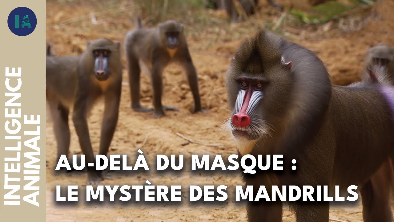 À la découverte de la sociologie du mandrill I IA