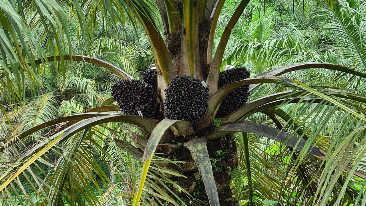 Pohon Induk PPKS Dumpy (Dy)|| Super Cebol dan Buah Besar