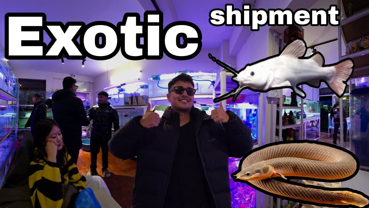 Big Exotic Fish shipment at Fish Home an amazing Aquarium Shop in Nepal #aquariumshop 