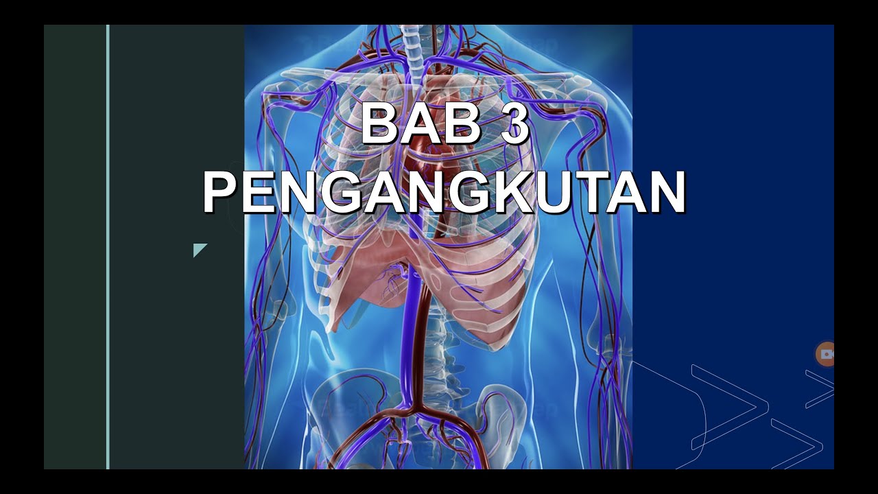 Struktur dan Fungsi Salur Darah Utama