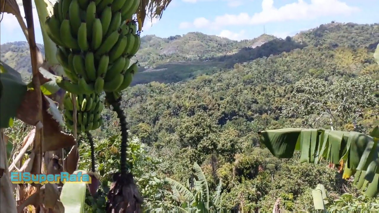 La Vida en la Montaña en mi Finca Puerto Rico
