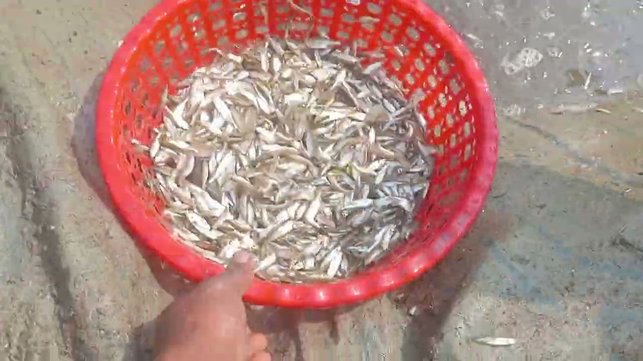 #fishing #ponds silver rohu  