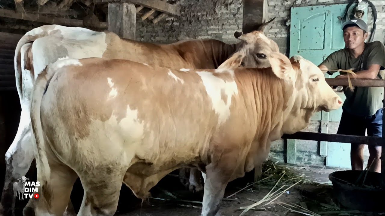 Heran !! Juragan Muda Berburu Selalu Dapat Yang Super !! Kali Ini Simental Cross Ikut Di Sikat !!