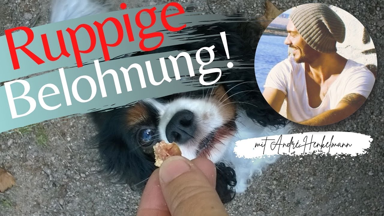Wenn dein Hund die Belohnung zu ruppig nimmt! Profi-Tipps/Hundeerziehung!