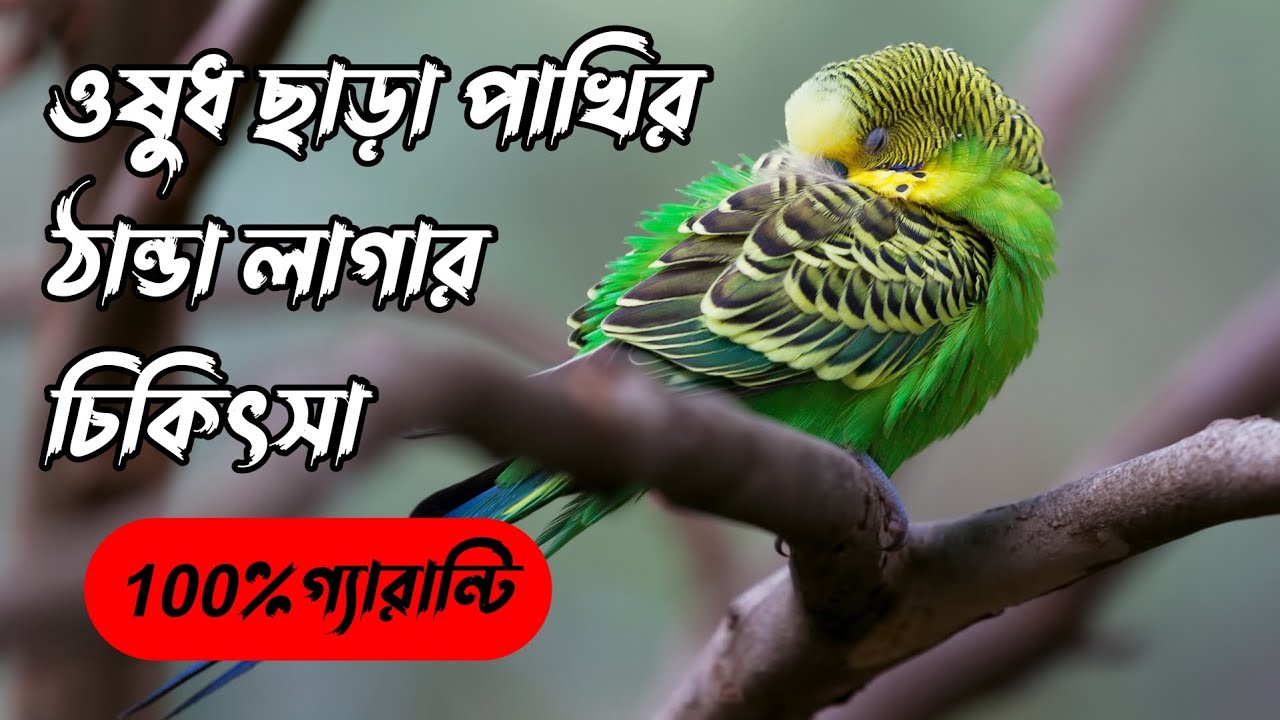 bird cold treatment।ওষুধ ছাড়া পাখির ঠান্ডা লাগার চিকিৎসা