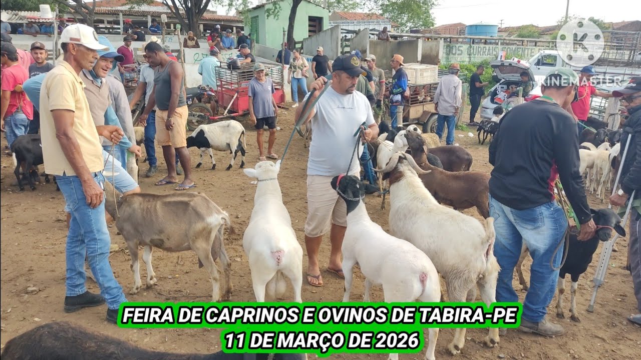 Feira de animais de Tabira-PE dia 11/03/26