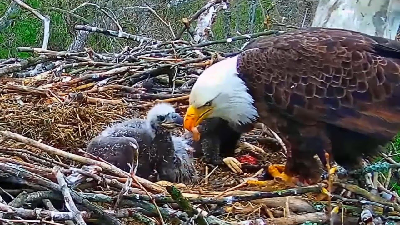 EP#89 #baldeagle Review birds in nest with nature #birdslovers #birdsounds #birdsnest #wildbirds