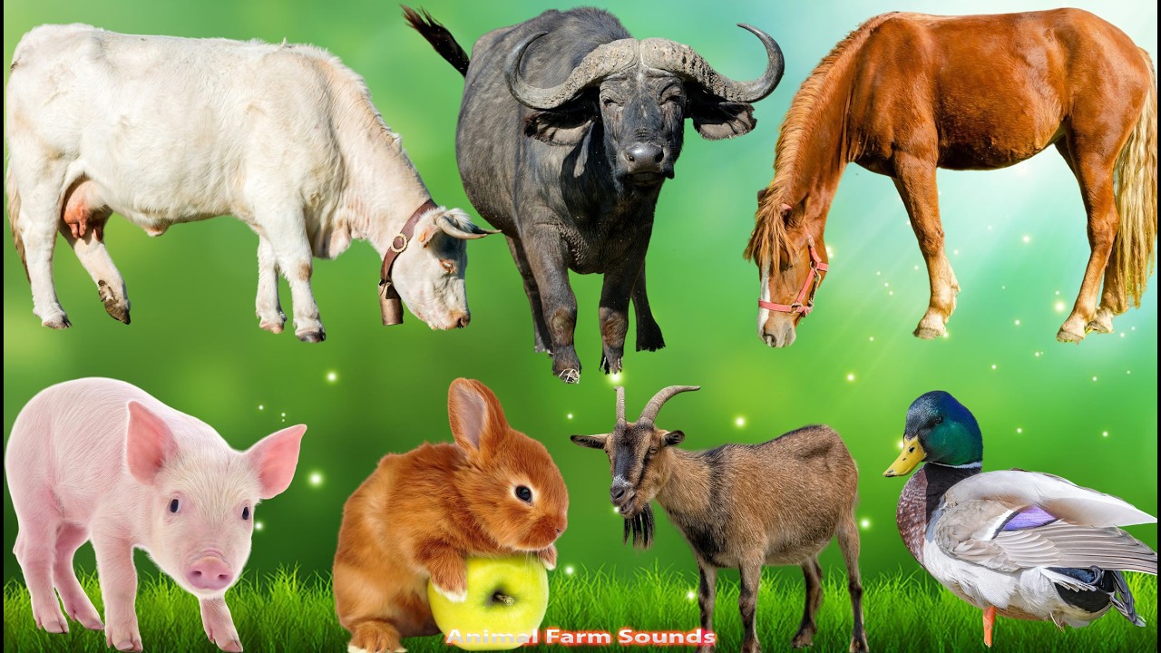 Colorful Farm Animals: Piglet, Peacock, Rabbit, Cow, Cat, Horse, Duck &ndash; Animal  Videos