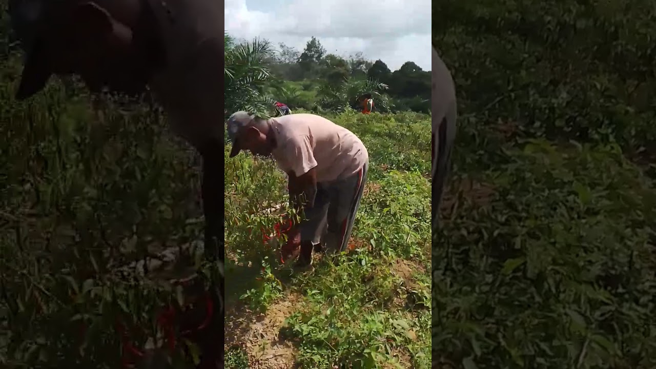 Monitoring dan evaluasi tanaman Cabe merah keriting pada lahan petani desa Bukit Indah