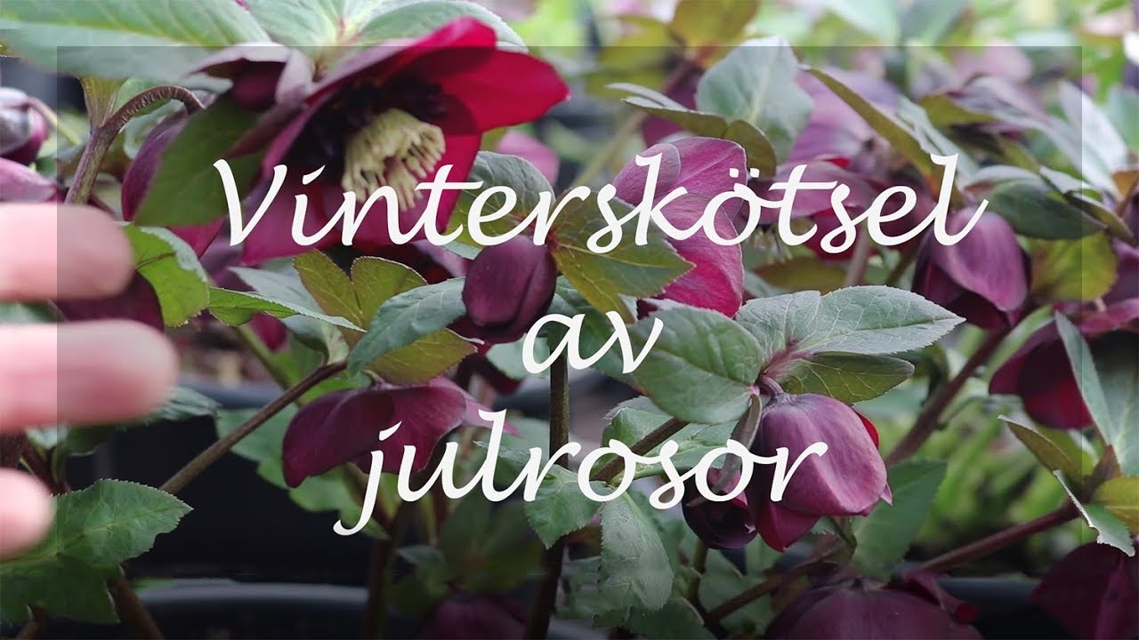 Vinterskötsel av julrosor