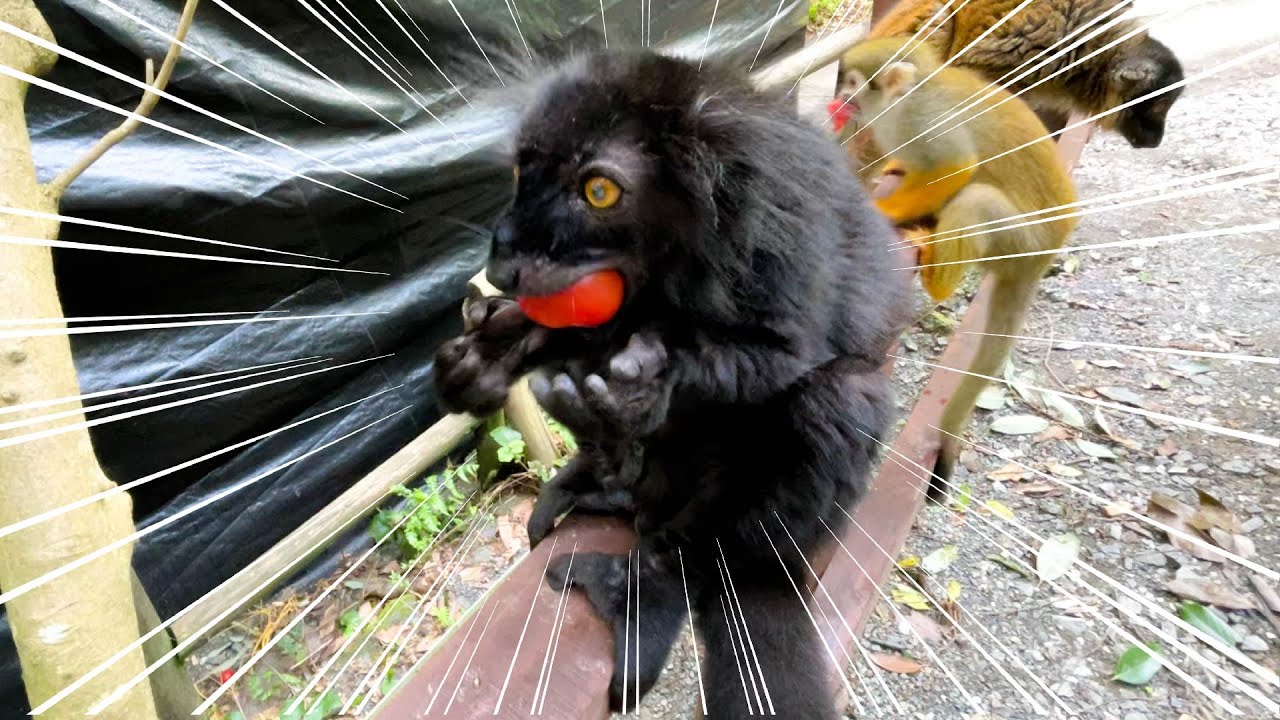 小さなお口にミニトマトが完全にハマってしまったクロキツネザル