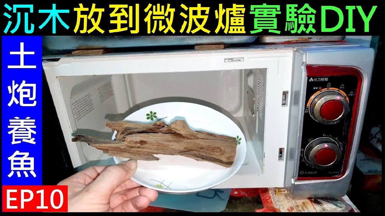 (土炮養魚EP10) 沉木放到微波爐實驗【DIY水族箱沉木佈置】白同學養魚