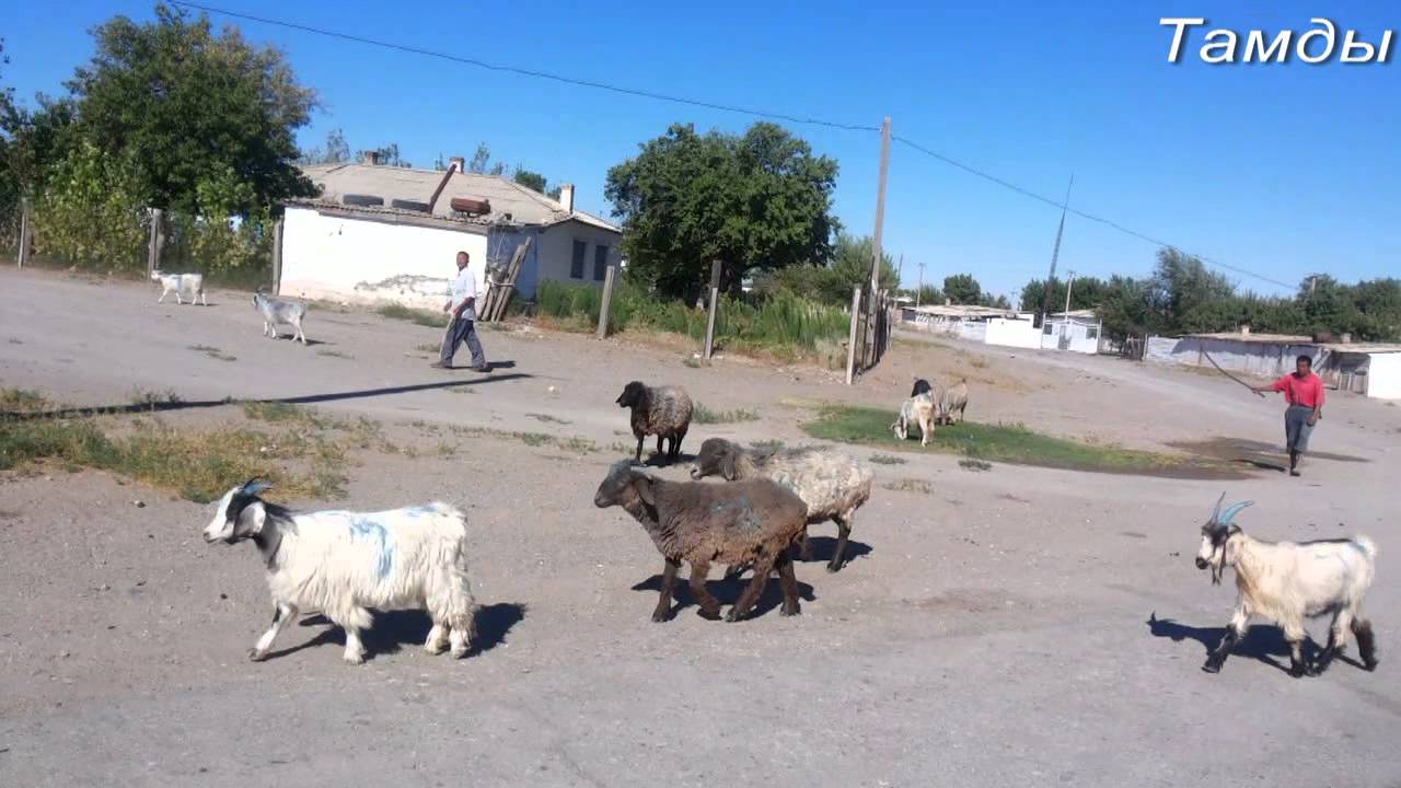 Тамды