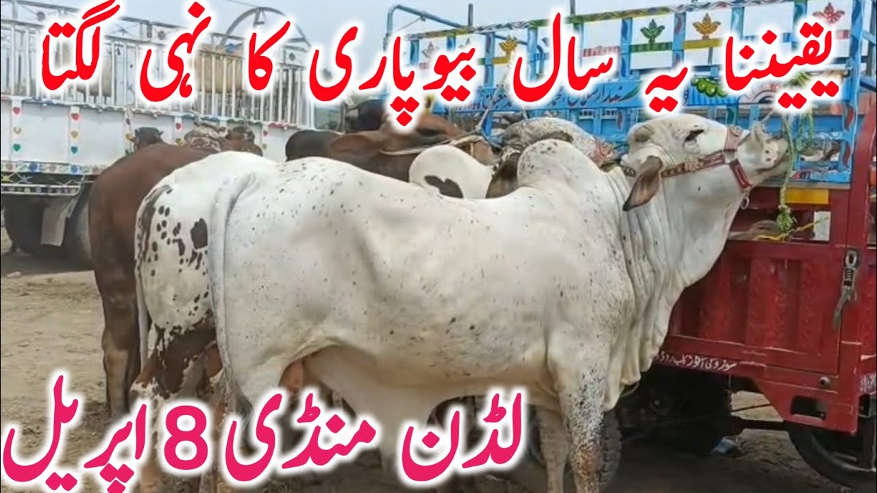 Ludden Cow Mandi Today Fresh Video For Qurbani 2026 Animals || Global Village Farming 