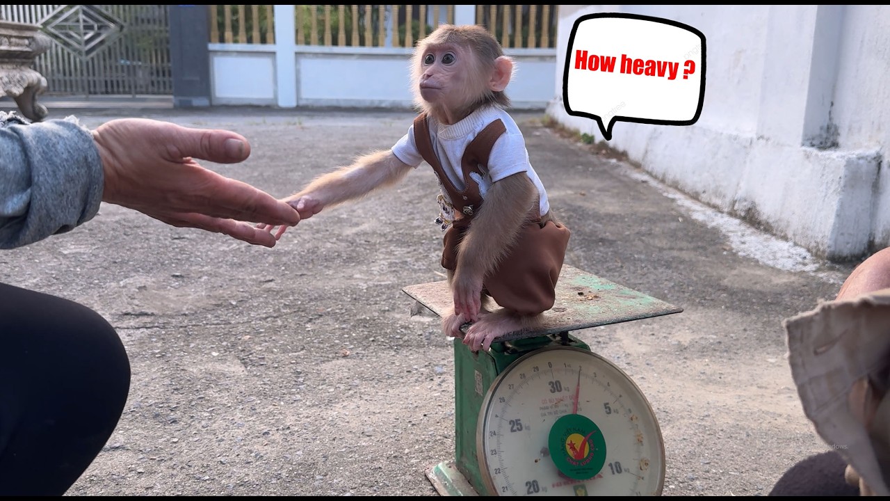 How much does Baby Monkey David weigh in Kg