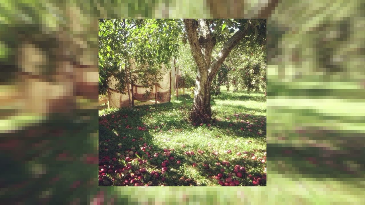 ★ windhand ~ orchard // slowed + reverb