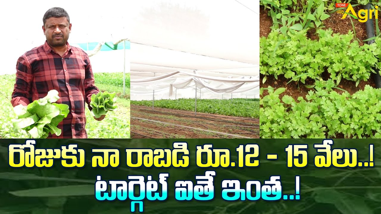Leafy Vegetables Farming in Polyhouse | రోజుకు నా రాబడి రూ.12 - 15 వేలు..! టార్గెట్ ఐతే..! Tone Agri