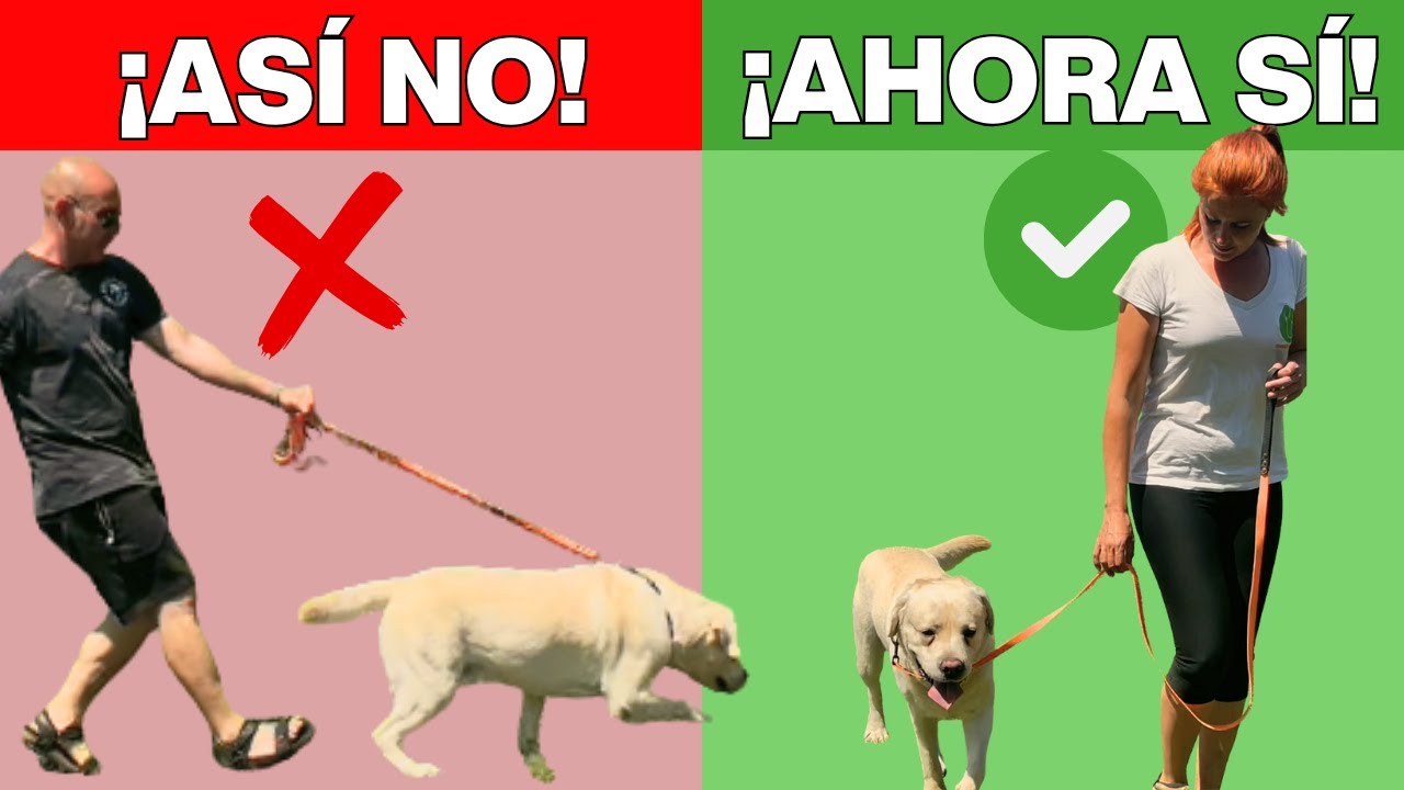 ¿Tu PERRO TIRA de la CORREA? HAZ ESTO!! 2 minutos (funciona de verdad)