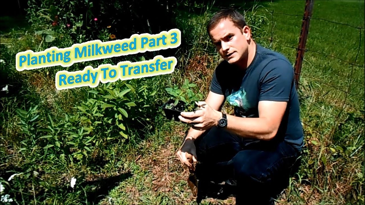 Planting Milkweed Part 3 - Ready To Transfer (Help The Monarch Butterfly)