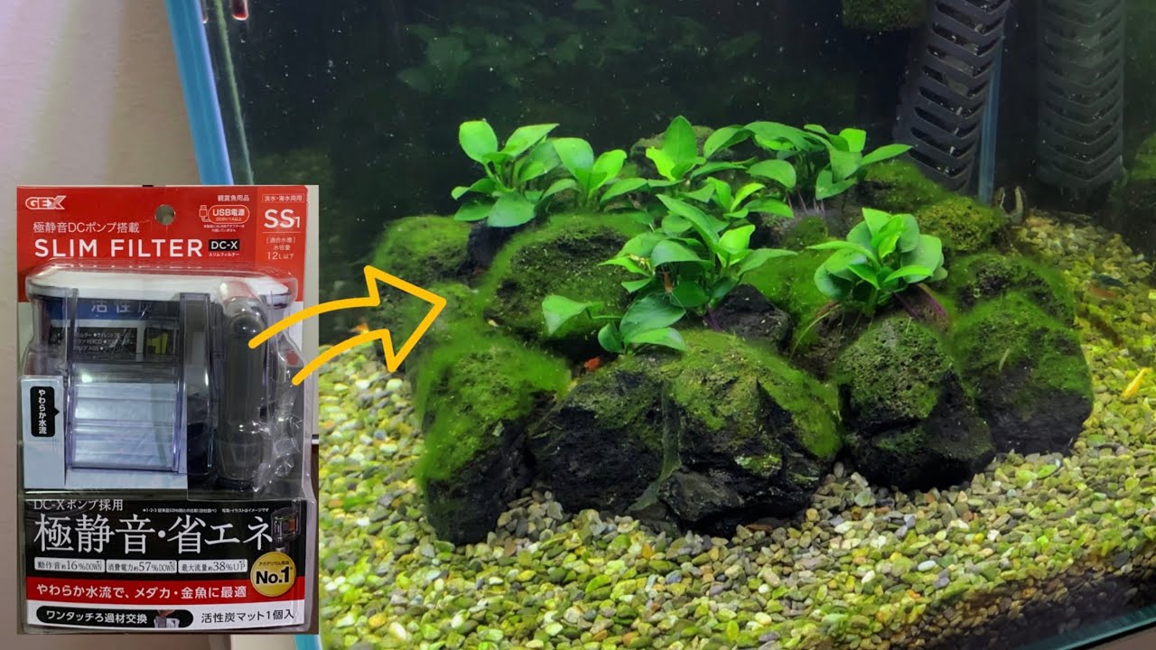 【絶望】コケ対策でフィルター設置したら、水槽が『コケ育成マシーン』になりました…
