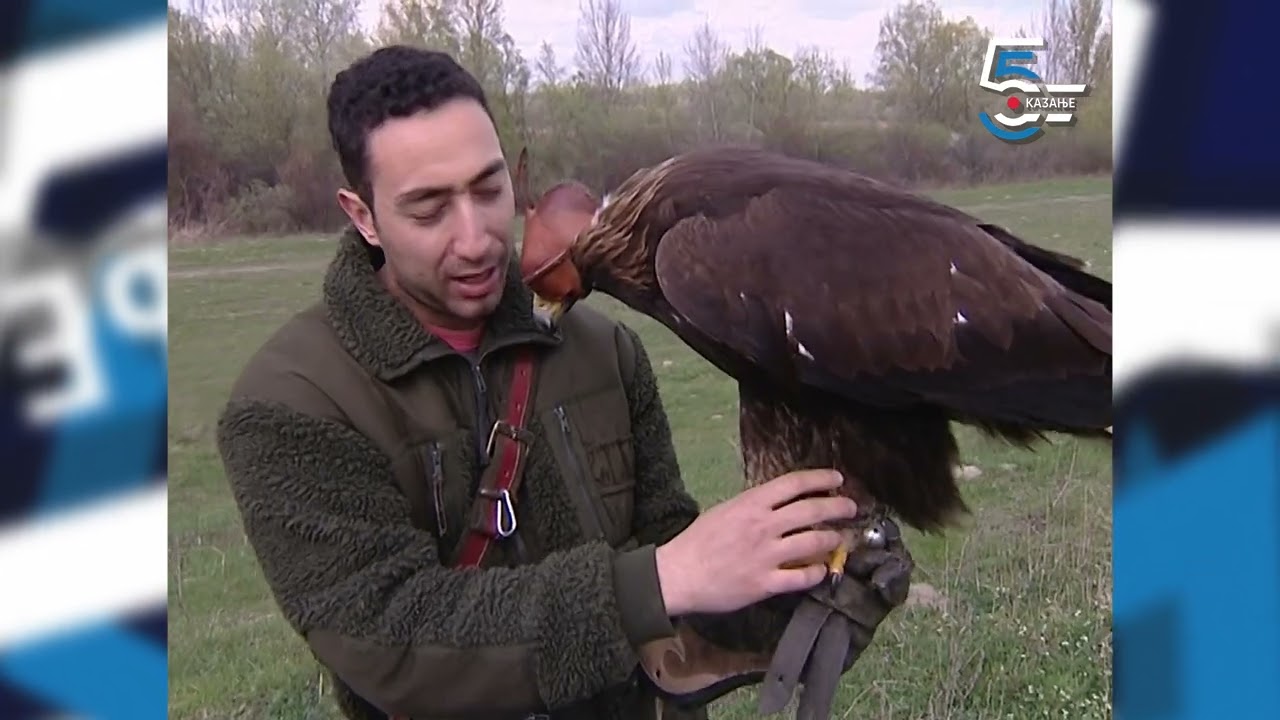 Suri orao Tara - obučena da lovi dlakavu divljač