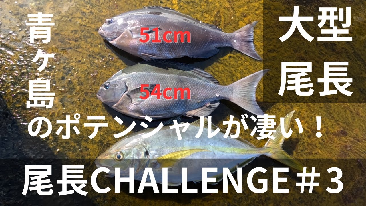 【尾長チャレンジ＃3】大型尾長グレが連発｜グレ釣り｜堤防シマアジ釣り｜伊豆諸島｜絶海の孤島｜青ヶ島｜磯釣り