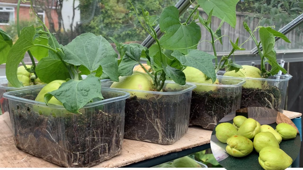How I grow chayote 🌱  เพาะฟักแม้วแบบง่ายๆ กินได้ทั้งยอดและผลค่ะ🌱🌱
