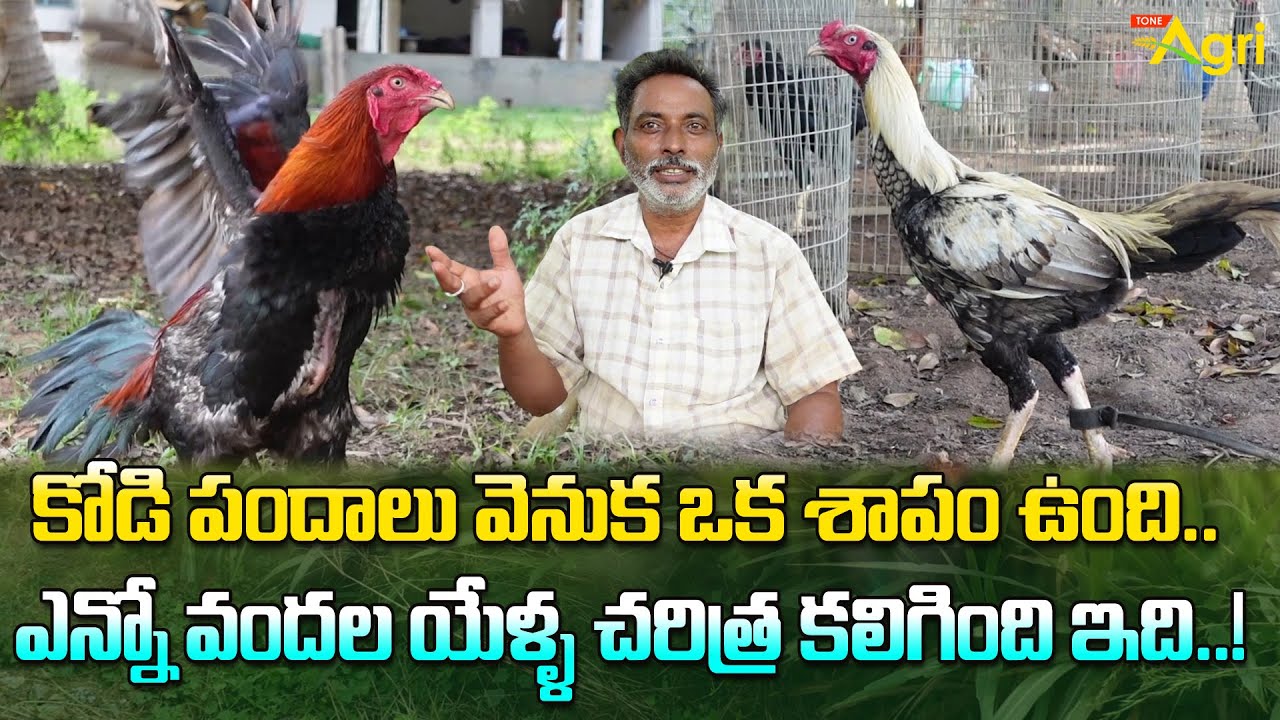 History of Kodi Pandalu | కోడి పందాలు వెనుక ఒక శాపం ఉంది..! Tone Agri
