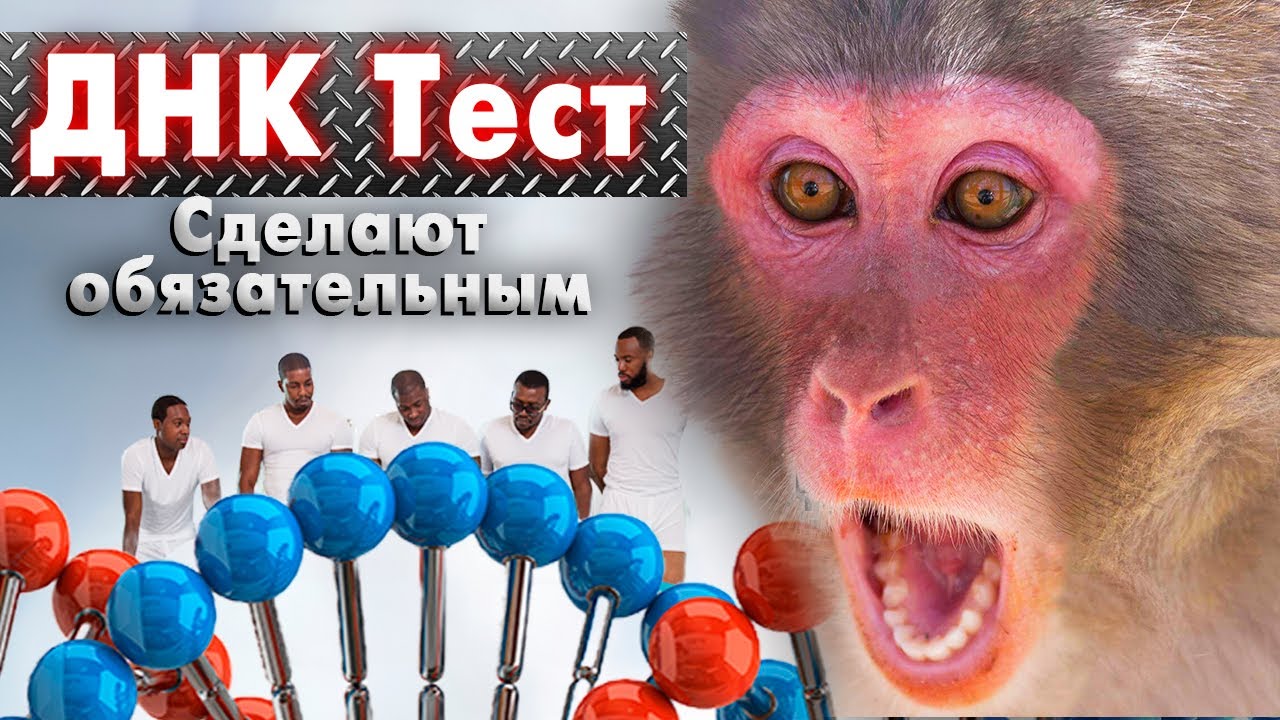 Реакция Макак на введение ДНК тестов в Роддомах