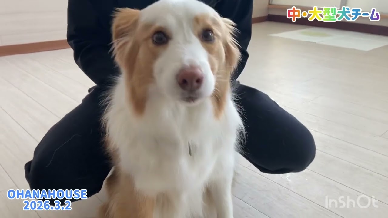 広場あそび(中・大型犬チーム)