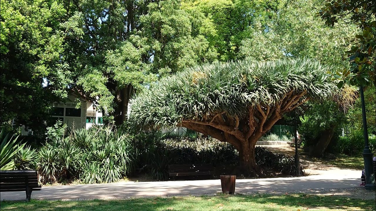 Portugal #travel #lisbon #portugal #jardim #nature #city #freedom #relaxing #relax 