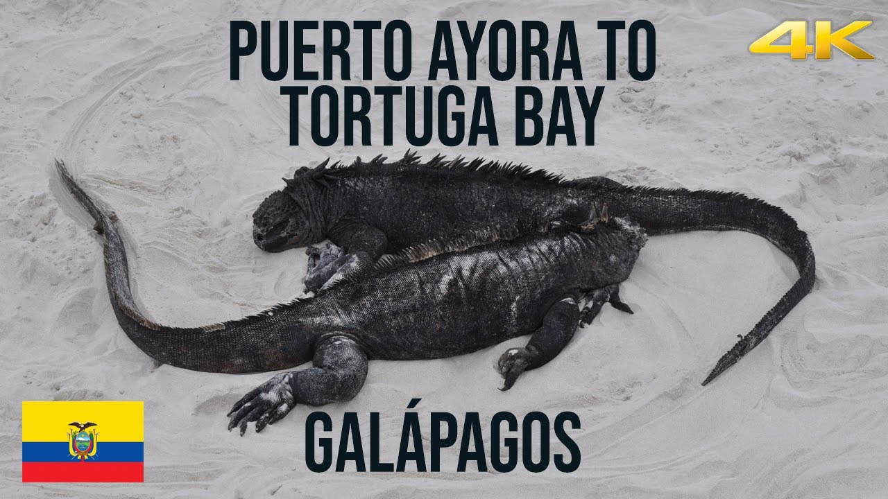 Galápagos: Puerto Ayora to Tortuga Bay - Walking Tour 4K 60fps (Ecuador)