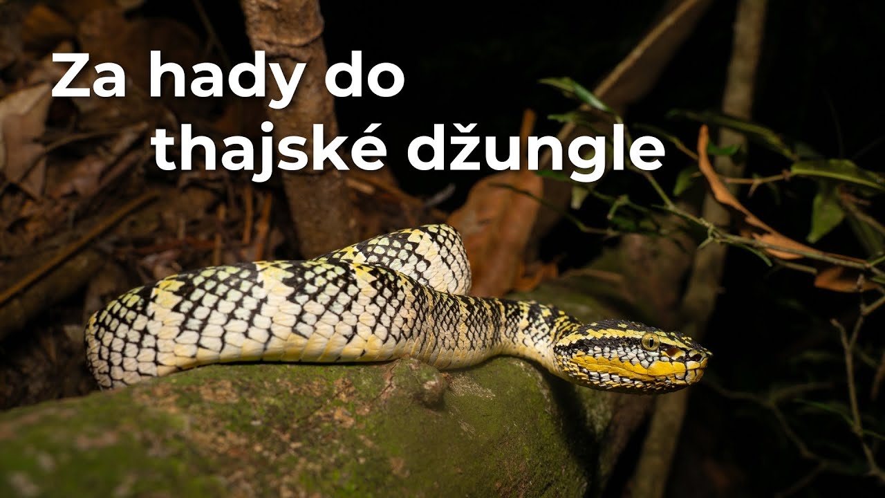 Za hady do thajské džungle: Hadí dobrodružství v jižním Thajsku (Český dokument | EN Subs)