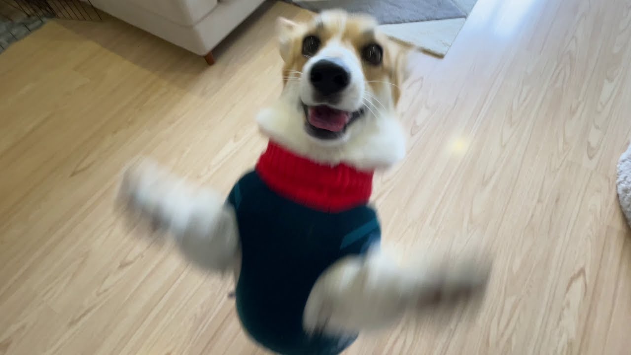 Corgi unboxes a Mystery Gift from subscriber!