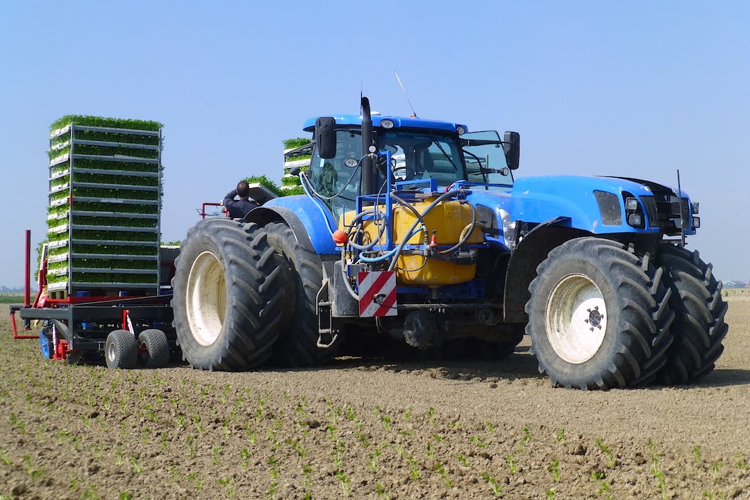 Planting Celeriac | New Holland T7.270 Trike / Ferrari Multipla 12-rij | Knolselderij planten