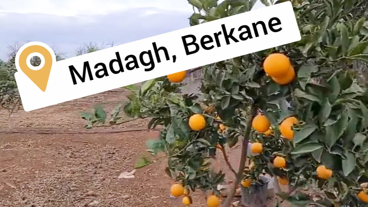 les oranges de berkane