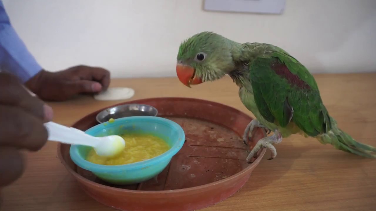 How to Feed Baby Parrot | Easy Guide for Healthy Parrot Feeding